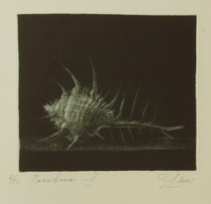 Shell - 2